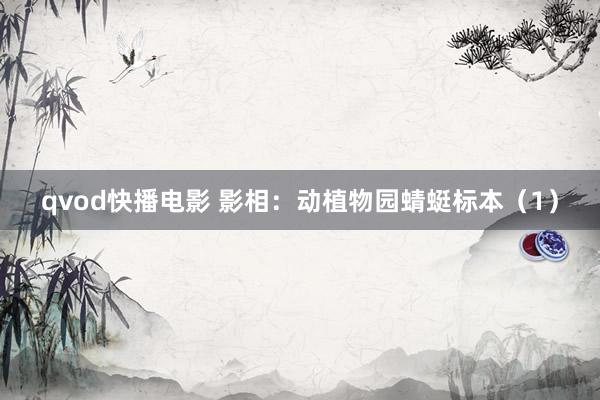 qvod快播电影 影相：动植物园蜻蜓标本（1）